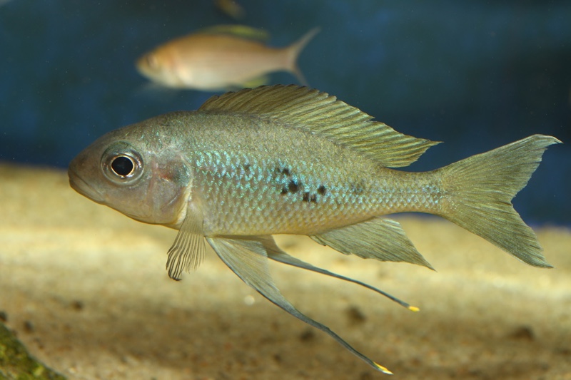 Ophthalmotilapia ventralis 'Chituta Bay'
